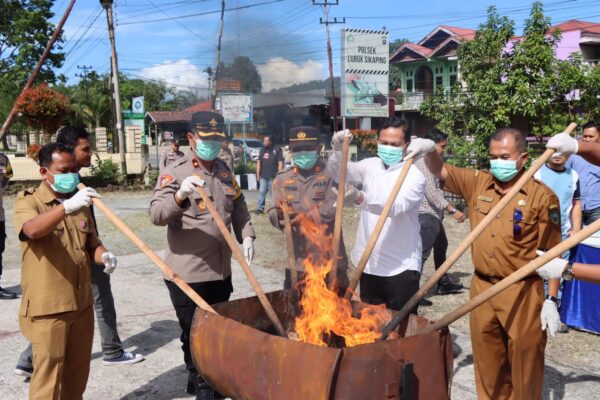 Pemusnahan Barang Bukti Ganja di Polres Pasaman Pemusnahan Barang Bukti Ganja di Polres Pasaman