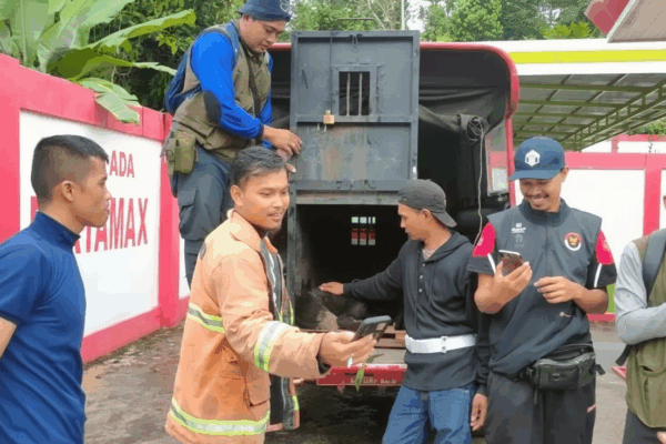 Anak Beruang Madu Terjerat di Kebun Salak Lubuk Sikaping, BKSDA Pasaman Berhasil Evakuasi dengan Dramatis Petugas BKSDA dan Damkar bersiap mengevakuasi anak beruang madu yang terjerat