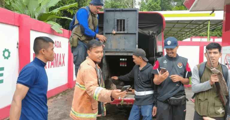 Anak Beruang Madu Terjerat di Kebun Salak Lubuk Sikaping, BKSDA Pasaman Berhasil Evakuasi dengan Dramatis Petugas BKSDA dan Damkar bersiap mengevakuasi anak beruang madu yang terjerat