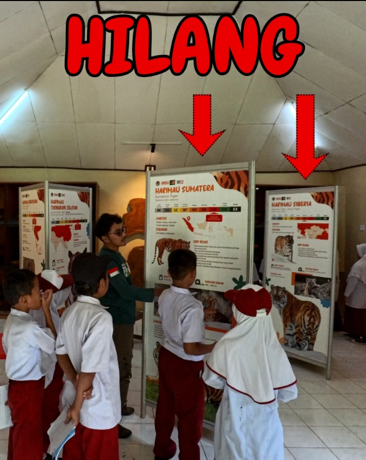 Alat Peraga Edukasi Harimau Sumatera Hilang, RIHAS Tetap Lanjutkan Misi Edukasi Lingkungan RIHAS Rimbo Panti