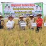 Bupati Pasaman Welly Suhery menghadiri panen raya Tim Kerja Ketahanan Pangan Nagari Aia Manggih tahun 2026.