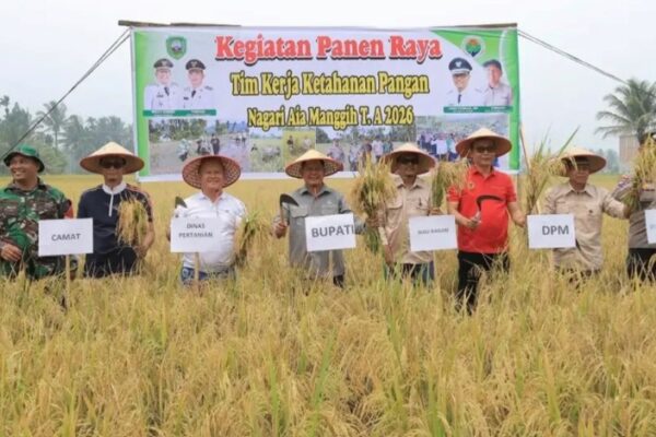 Bupati Pasaman Welly Suhery menghadiri panen raya Tim Kerja Ketahanan Pangan Nagari Aia Manggih tahun 2026.
