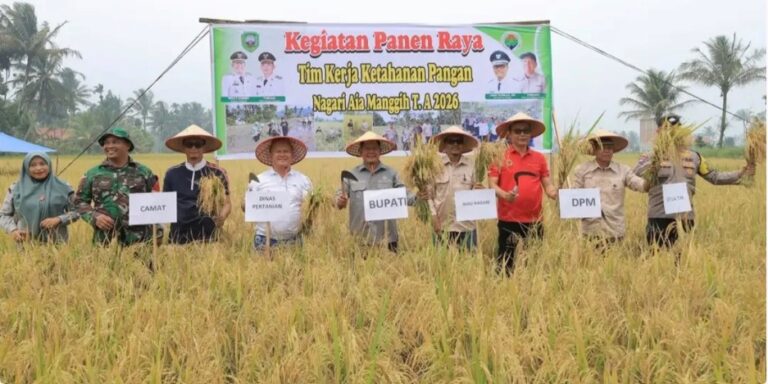Bupati Pasaman Welly Suhery menghadiri panen raya Tim Kerja Ketahanan Pangan Nagari Aia Manggih tahun 2026.